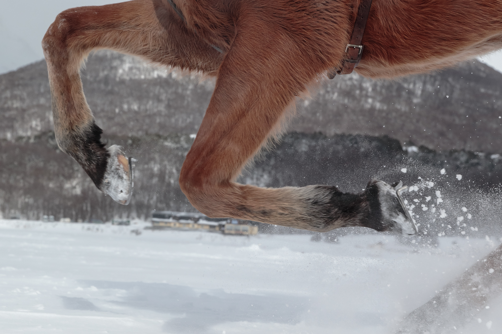 Canon Skijoring