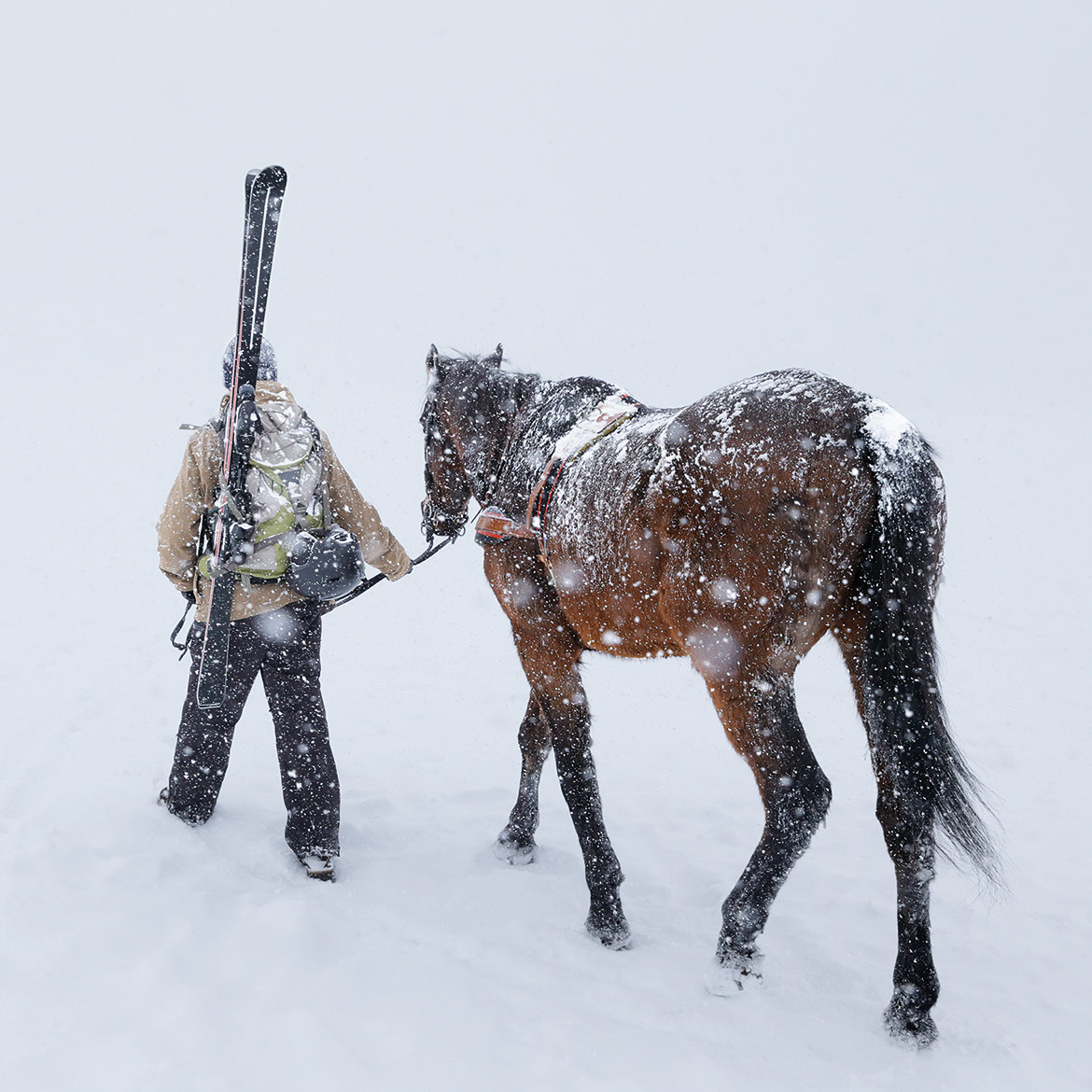 Canon Skijoring Stills
